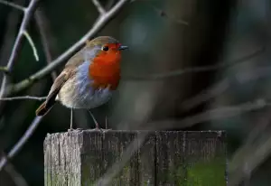 Cviky Na Hrudník